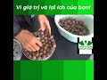 Máy làm tỏi đen VIAICOM V6 và cách làm như nào?