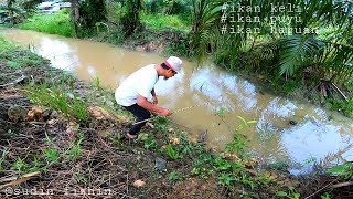 Menajur Selepas Hujan - Ikan Keli,Ikan Puyu \u0026Ikan Haruan