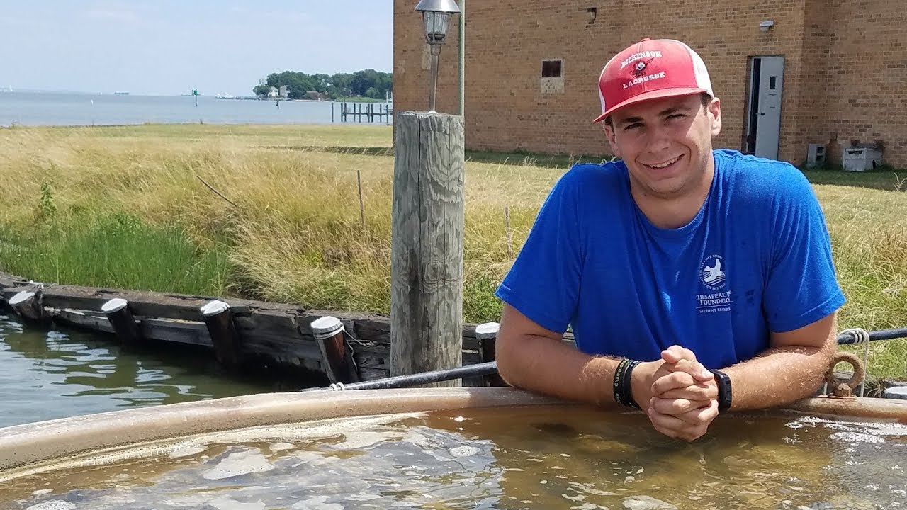 Oyster Restoration With The Chesapeake Bay Foundation - YouTube