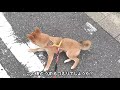 【豆柴】帰宅拒否犬を行使する子犬（散歩イヤイヤさん）※もう歩きません【拒否柴】