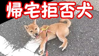 【豆柴】帰宅拒否犬を行使する子犬（散歩イヤイヤさん）※もう歩きません【拒否柴】