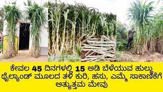 Super napier grass in karnataka | napier stick sale| 8660674360