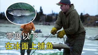 零度以下的生活，在六厘米的冰面上，撒网捞鱼，捕到野鹿！In a cold environment. How do people fish and hunt