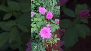 എലിസബെത്  റോസ്  സ്റ്റോക്ക്  എത്തിയെ  / Elisabeth  Rose  / Nadan  Rose  plants