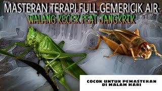 Walang kecek vs Jangkrik masteran lovebird dan terapi air #walangkecek#jangkrik #lovebird