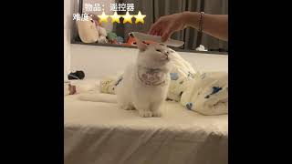 ？奶盖你不是很能顶吗？ 情绪好稳定的小猫 萌宠 被迫营业的猫猫