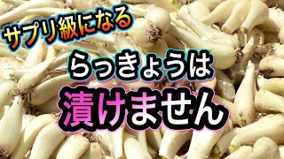 驚きの活用法！らっきょうがサプリ級になる調理法と保存！甘酢漬けだけじゃもったいない！