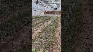 GLP 2024 Tomato Varieties #greenhouse #GreenLifeProduce #Pahrump