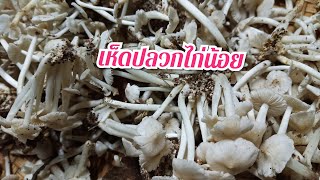 #ล้างเห็ดปลวกไก่น้อยLive31