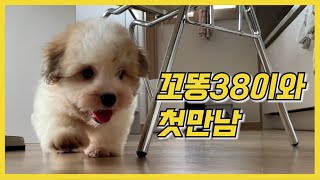 꼬똥38이와의 첫 만남!!ㅣ꼬똥38 하루만에 집 적응하기!