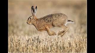 chasse liévre : Catch and release of a pregnant hare (liévre enceinte)