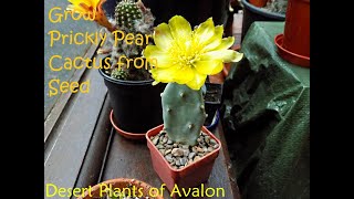 How To Grow a Prickly Pear Cactus from Seed | Opuntia | Tephrocactus, Cylindropuntia, Maihueniopsis