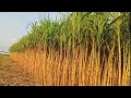 কুঁহিয়াৰ খেতি । sugarcane farming in assam । sontoli music live