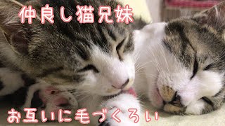 【猫動画】毛づくろいし合う仲良し猫兄妹。一生懸命毛づくろいしてるところの撮影に成功しました☆