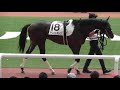 アリストテレス、新馬戦のパドック。現地映像、阪神競馬場