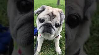 【パグ】pug  公園でオヤツを食べるの巻～♪