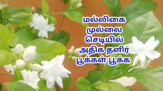 மல்லிகைப்பூ செடியில் அதிக தளிர் மற்றும் பூக்கள் வர/Jasmine plants growing tips