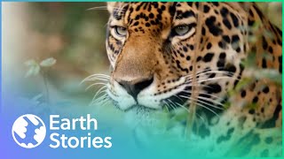 Last of The Jaguars (Conservation  Documentary)