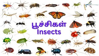 பூச்சிகளின் பெயர்கள்/Learn Insect Names for Kids in Tamil \u0026 English/Poochigal/Kids Education video