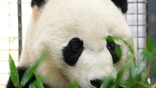 Le panda géant Bei Bei de retour sur la terre de ses ancêtres | AFP News