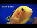 Yellow Lab Labidochromis Caeruleus Malawi mbuna cichlid 4k