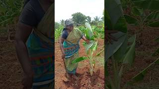 🌱🧕வாழை தோட்டத்தில் வேலை பாஸ் #village #work #woman #shorts #agriculture #nature #subscribe