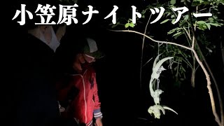 小笠原ナイトツアー コウモリと夜のジャングル探検