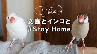 【おうち時間】文鳥とインコとStay Home 【文鳥と暮らすvol.051 】Javasparrow Budgerigar