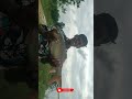 BIG SIZE ROGU #UNIQUE LAKE FISHING#MONSTER SIZE ROGU PUP UP BALL FISHING #HOW TO CATCHING ROGU TAMIL