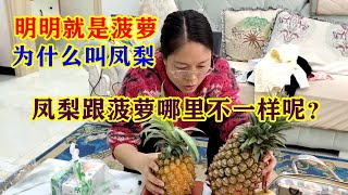 鳳梨到底是不是菠蘿呢？是不是同一種水果？燕子給您細緻的答案