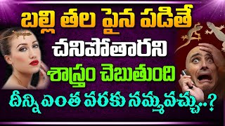 బల్లి తల పైన పడితే చనిపోతారని శాస్రం చెబుతుంది దీన్ని ఎంత వరకు నమ్మవచ్చు..? | Manam Tv Bhakti World