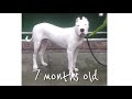 watch me grow 8 weeks 1 y o puppy to dog dogo argentino