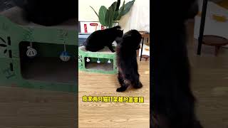 这么大个猫抓板才19.9，不仅能磨爪子还能当猫窝睡觉，划算！