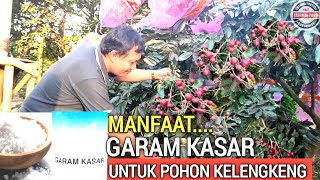 MANFAAT GARAM KASAR | UNTUK POHON KELENGKENG   - LANGKAH PASTI