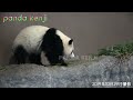 迎えにきた🐼 帰るよー🐼 パンダラブの帰り方を飼育員さんが教えてくれた🐼 彩浜 アドベンチャーワールド