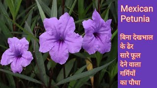 How to grow Mexican petunia | Ruellia plant | Mexican petunia plant care | summer flowering plant