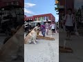 loyal dogs transport children in china 🐶