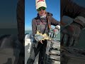 harvesting florida keys stone crab claws 🦀