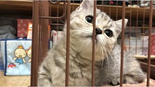 「子猫の短足マンチカン」お迎えして一週間