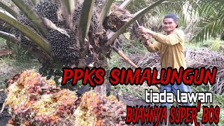 Ppks Simalungun Menyala bosss