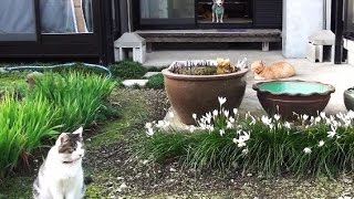 【毎日繰り返されている猫とチワワの小さなバトル】 Chihuahua and cat