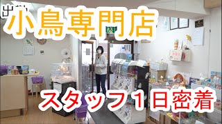 小鳥屋さんのお仕事　～スタッフ1日密着してみました～