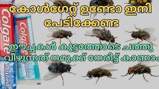 ഈച്ചകൾ കൂട്ടത്തോടെ ചത്തു വീഴുന്നത് നമുക്ക് നേരിട്ട് കാണാം | ഈച്ചകൾ ചാവാൻ | #houseflies | eechakal