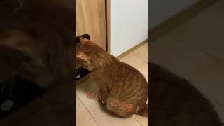 初めての猫扉！ペットドアの通り方がわからない猫 #shorts