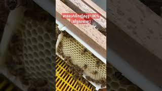 ទឹកឃ្មុំចិញ្ចឹមធម្មជាតិ 🐝 ( សុទ្ធ100%)