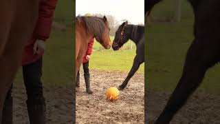 De paarden hebben te korte benen... 😂