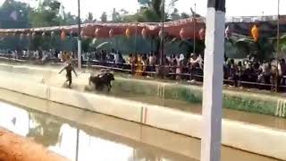 Watch| Srinivasa Gowda, Kambala Buffalo Jockey Reportedly Runs Faster Than Usain Bolt