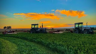 Last cutting of alfalfa! Cutting and raking in two days!