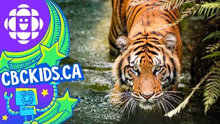 The Tiger | Amazing Animals | CBC Kids