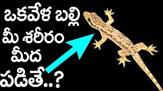 చేతులు మీద బల్లి పడ్డ ప్రతి ఒక్క కుటుంబం తప్పక చూడాల్సిన వీడియో.! లేదంటే మిస్ అవుతారు || Lizard